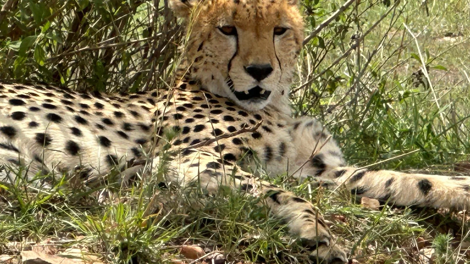 Primo piano di un ghepardo nella savana