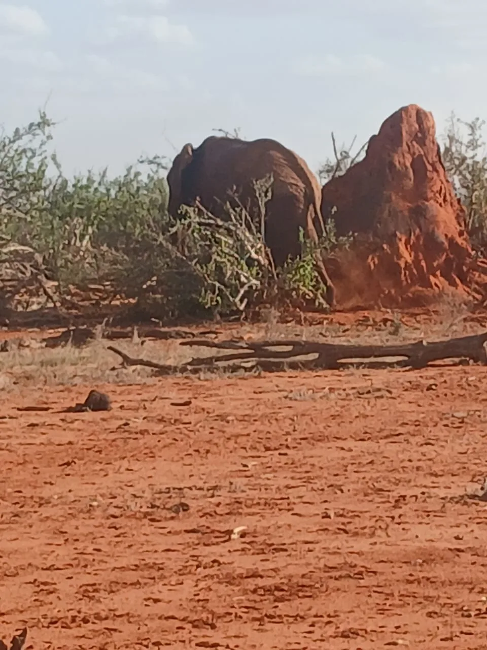 Elefante accanto a un grande termitaio nella savana