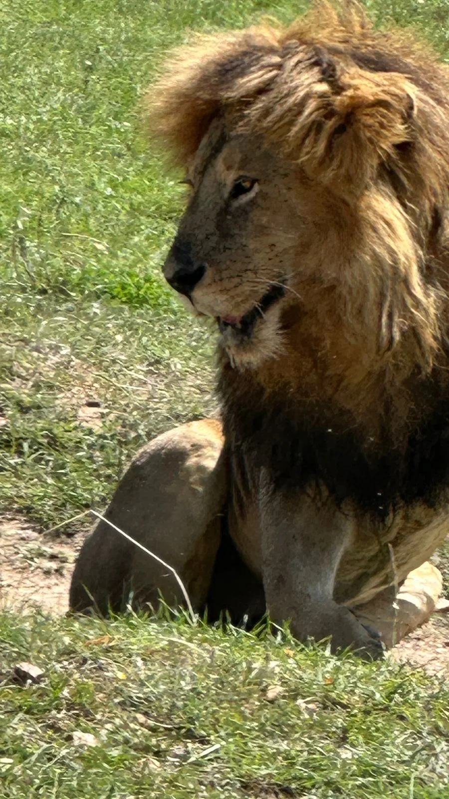 Leone seduto nella savana