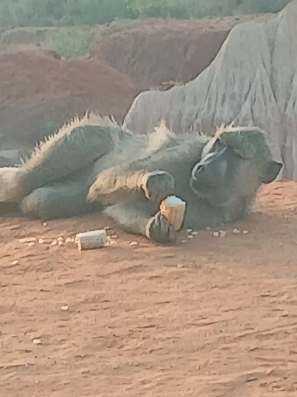 Iguana tra le rocce durante un'escursione