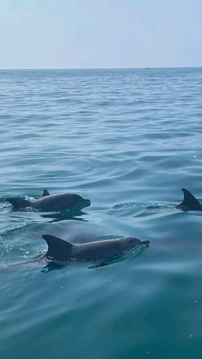 Delfini osservati da vicino durante l'escursione in mare