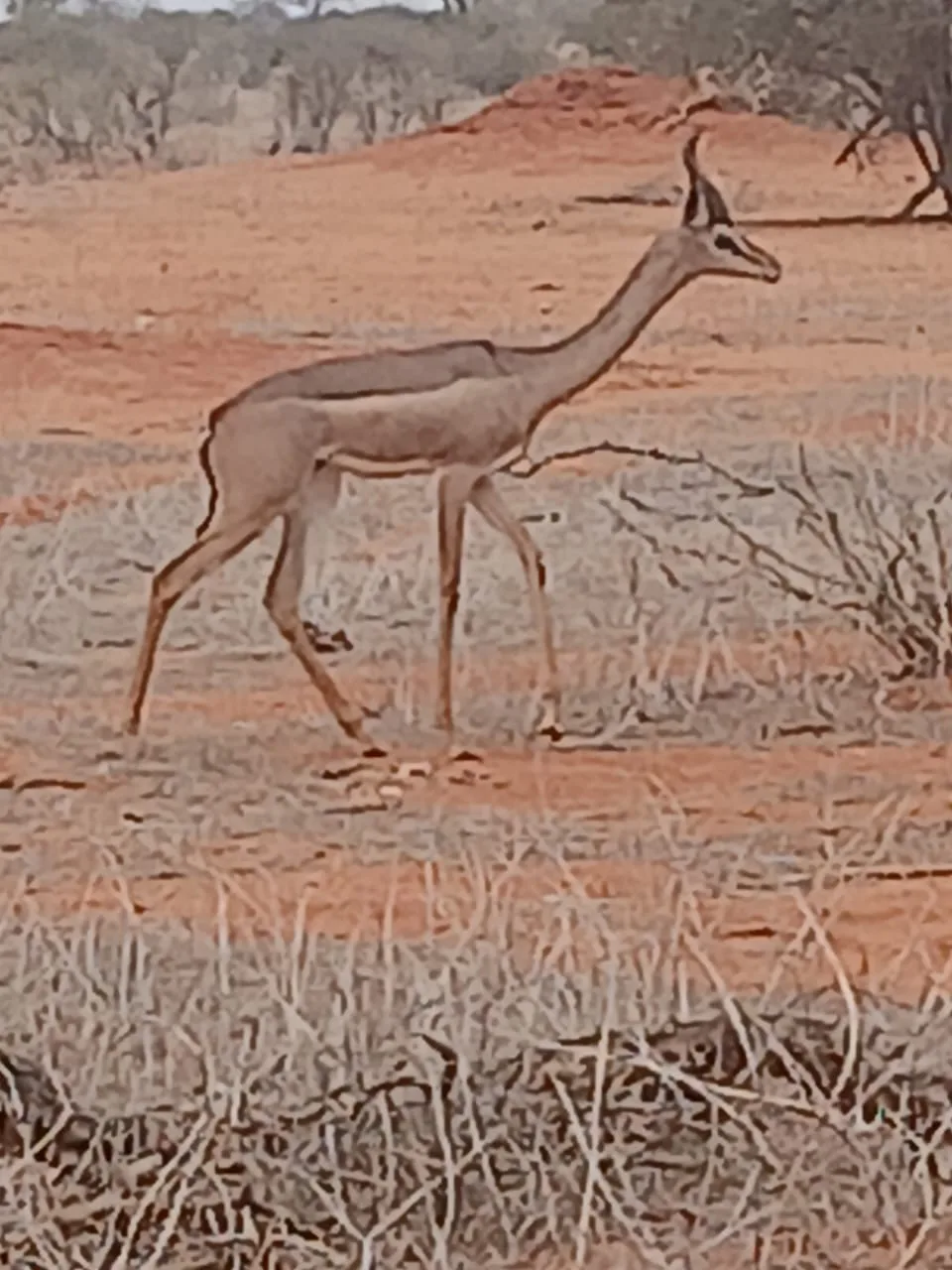 Antilope nella savana rossa del Kenya