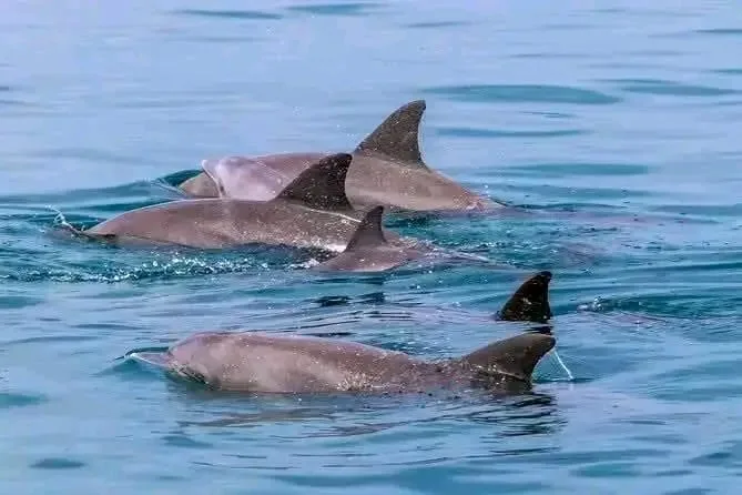 Gruppo di delfini che nuota nelle acque del Kenya