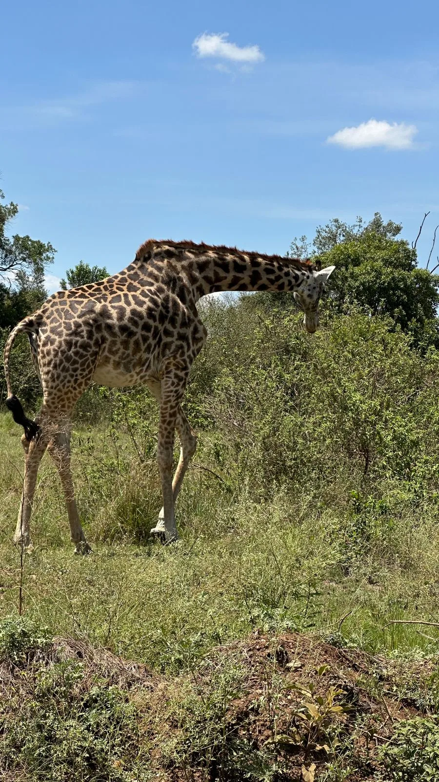 Giraffa osservata da vicino durante il safari