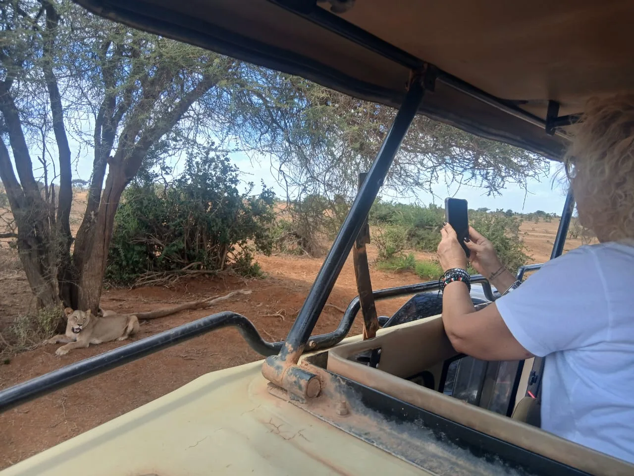 Viaggiatrice fotografa una leonessa dal fuoristrada