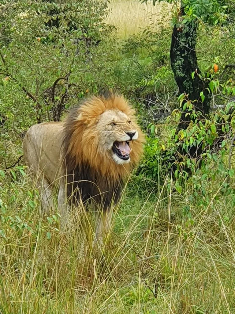 Leone adulto tra l'erba alta della savana