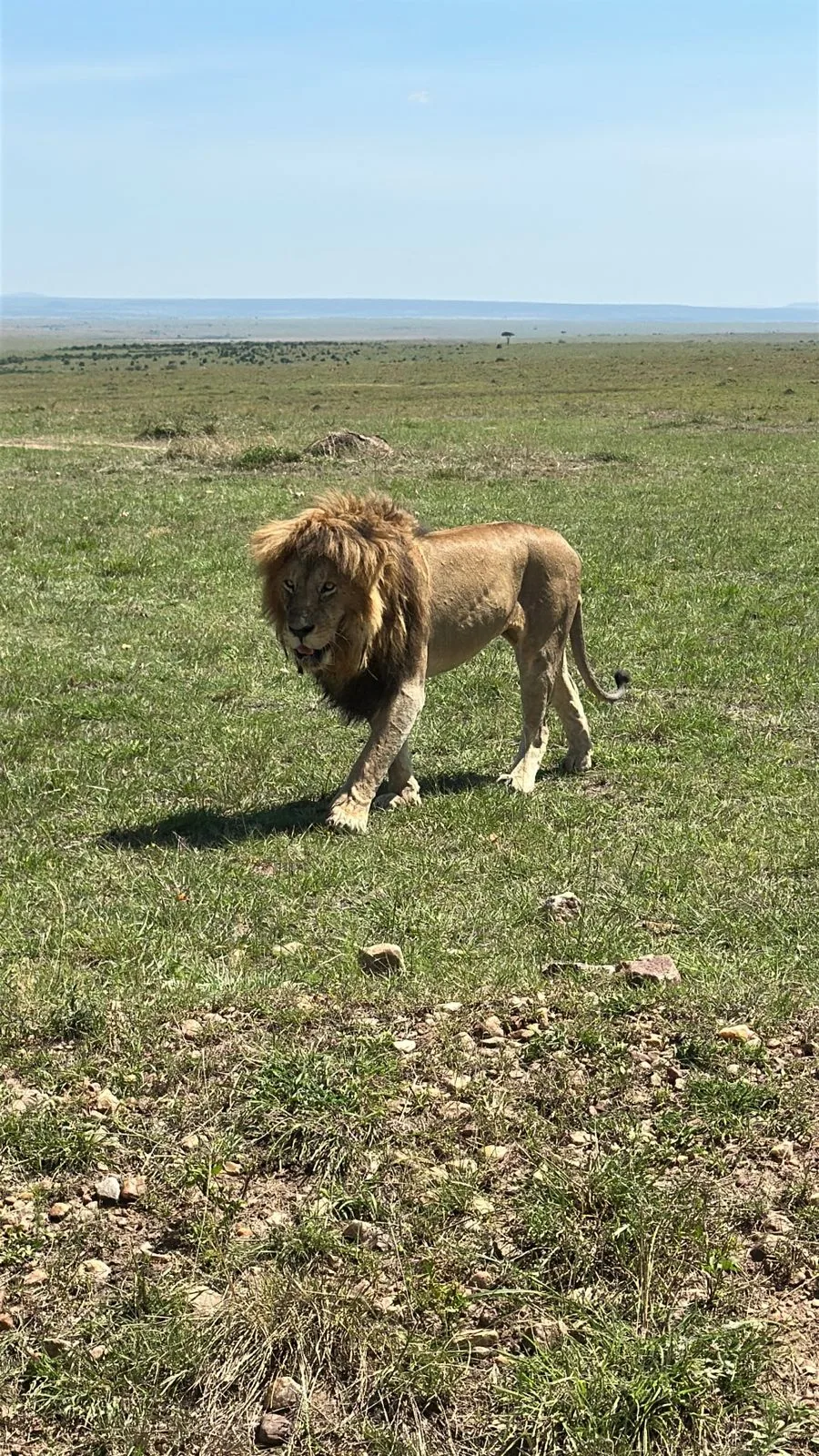 Leone che cammina nella savana