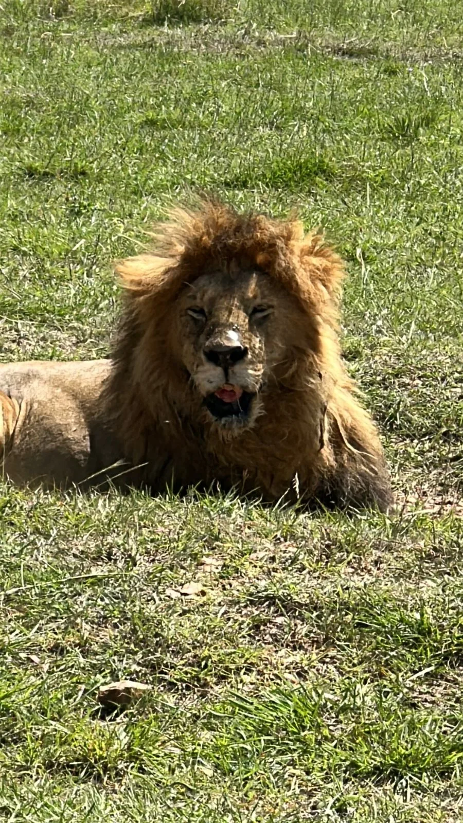 Leone disteso nell'erba della savana
