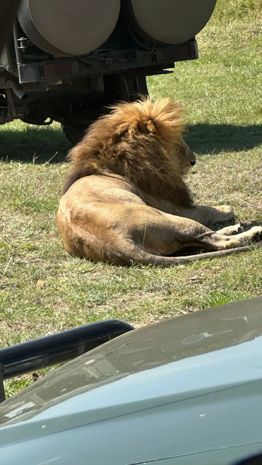 Leone accanto al fuoristrada del safari