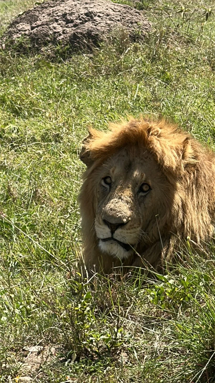 Leone in primo piano tra l'erba della savana