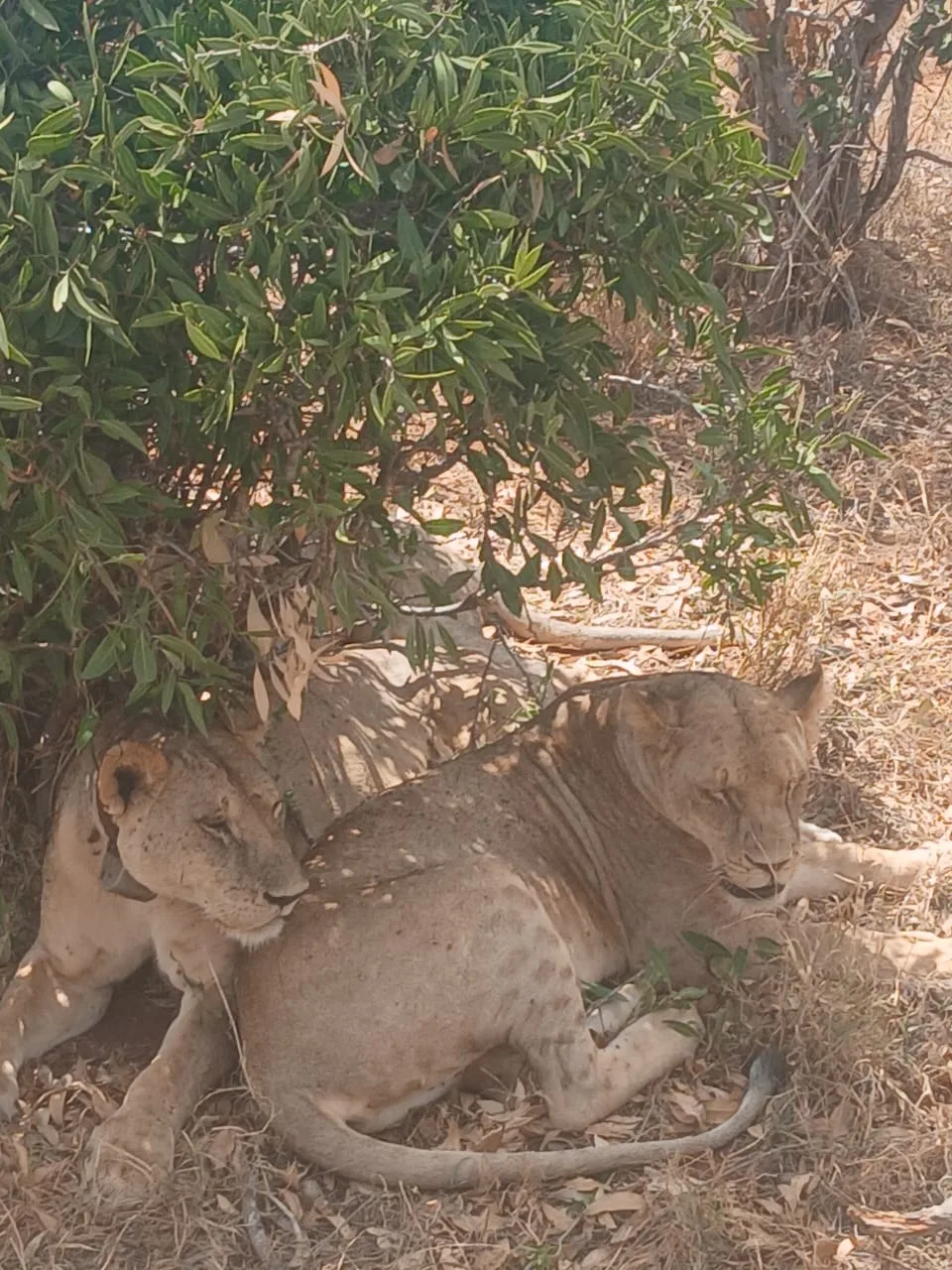 Leonesse incontrate durante il safari