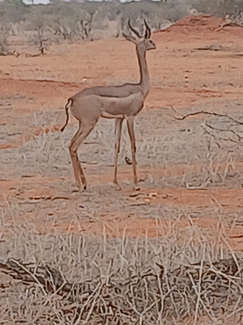 Antilope ferma nella savana