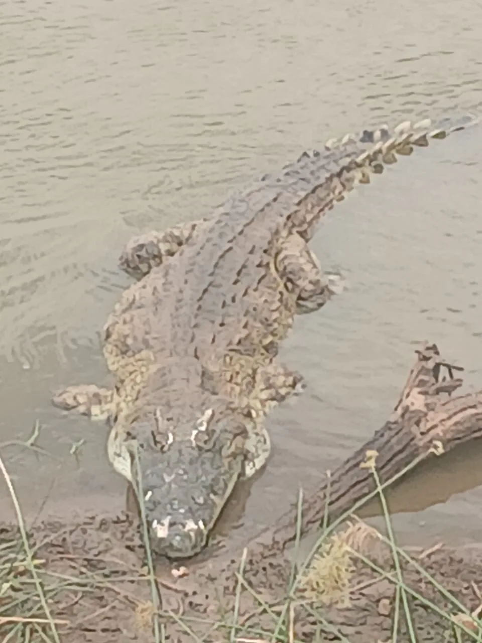 Coccodrillo sulla riva durante il safari