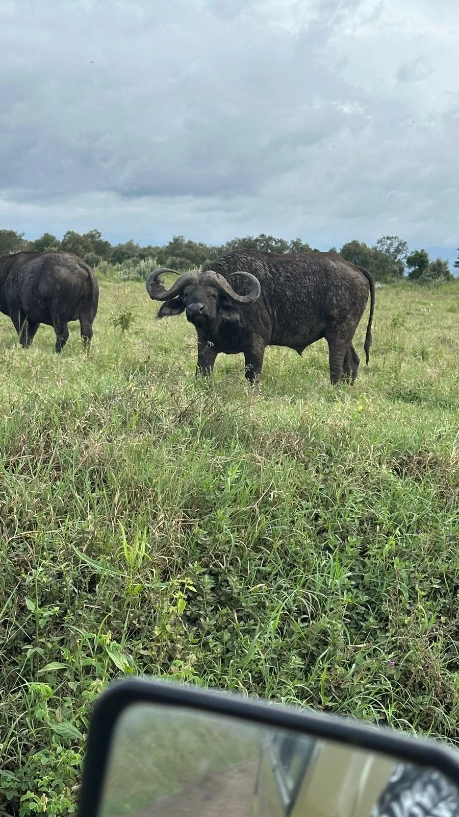 Bufali osservati dal fuoristrada durante il safari
