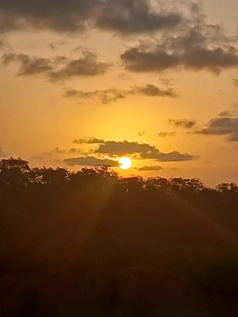 Tramonto dorato sulla vegetazione del Kenya