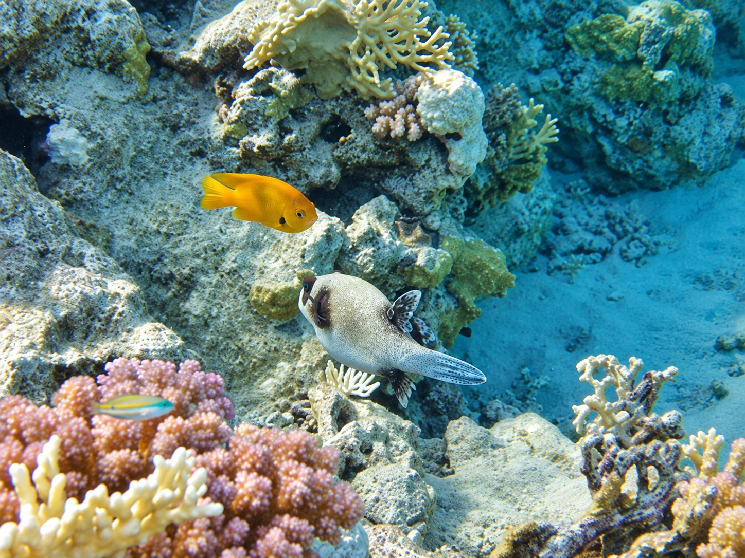 Pesci tropicali tra i coralli durante lo snorkeling