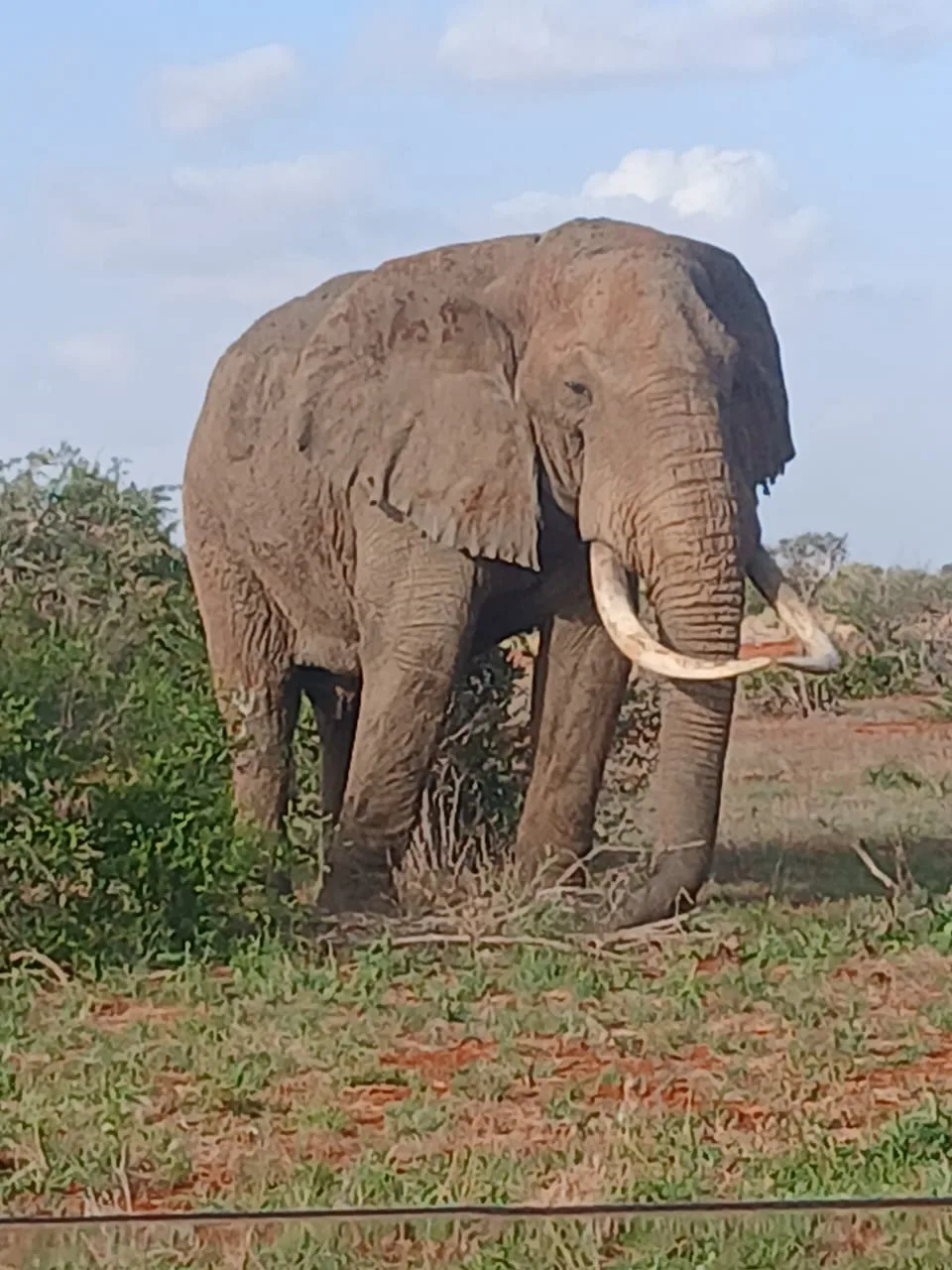Dettaglio ravvicinato di un elefante nella savana