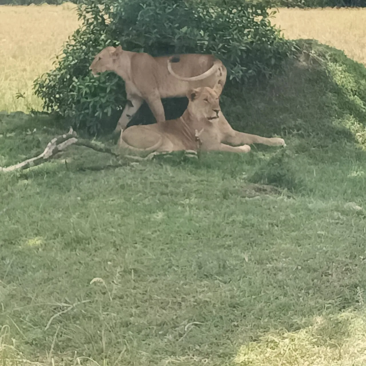 Due leoni riposano all'ombra durante un safari